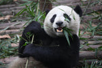 The Giant Panda Epidemic